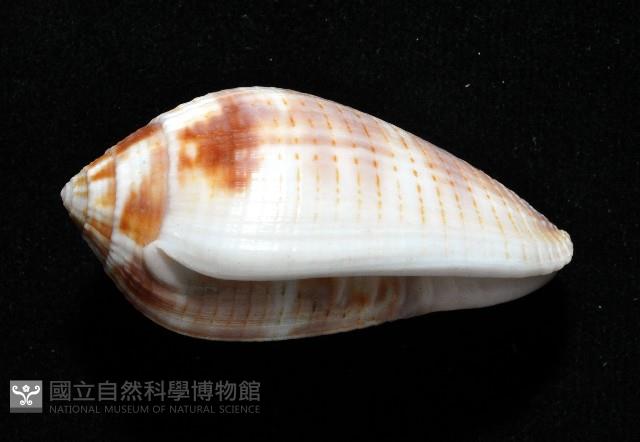 姆指筆螺藏品圖，第2張