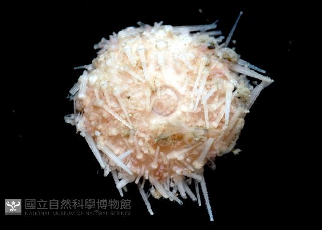 福氏鋸海膽藏品圖，第2張