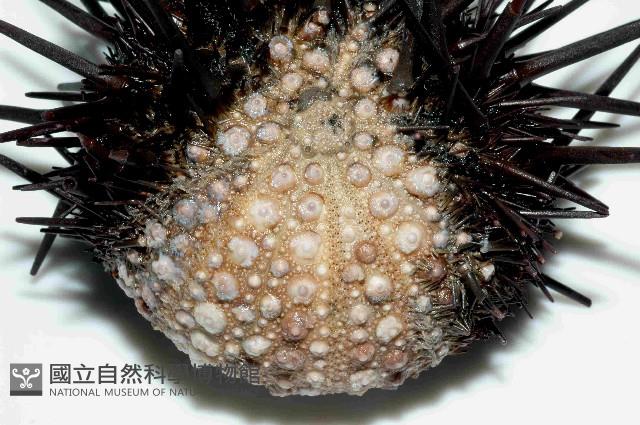 口鰓海膽藏品圖，第2張