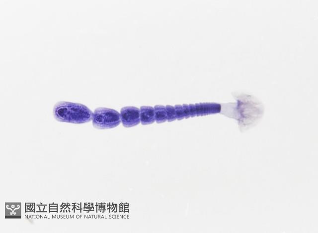 新種葉槽絛蟲藏品圖，第2張