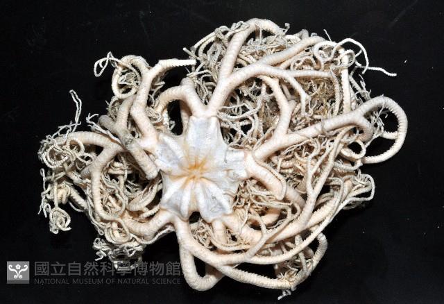 未知種筐蛇尾藏品圖，第2張
