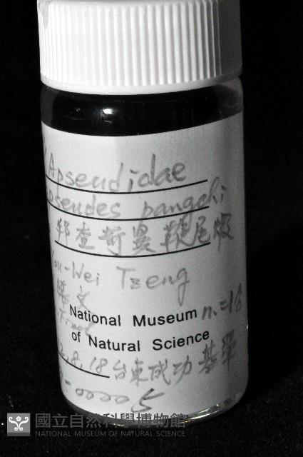 邦查奇異鞭尾蟲(新種)藏品圖，第2張