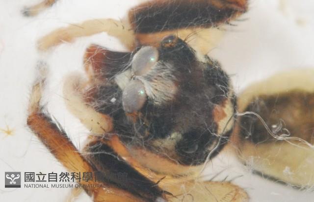 多色金毛蛛藏品圖，第2張