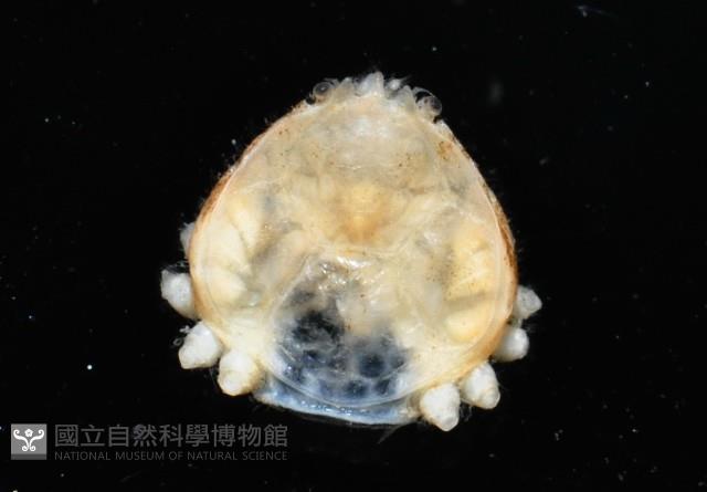 齊柏林新尖額蟹藏品圖，第2張