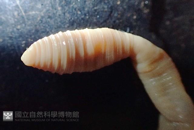 未知種遠環蚓藏品圖，第2張