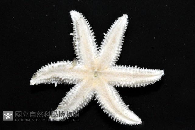 未知種海盤車藏品圖，第2張