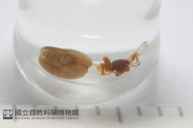 新種寄居姬蜘藏品圖，第2張