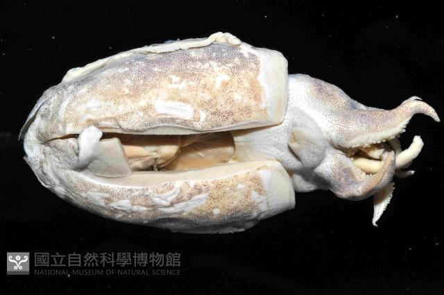 絲腕烏賊(新種)藏品圖，第2張