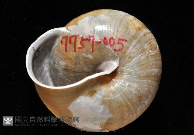 金崙栗蝸藏品圖，第2張