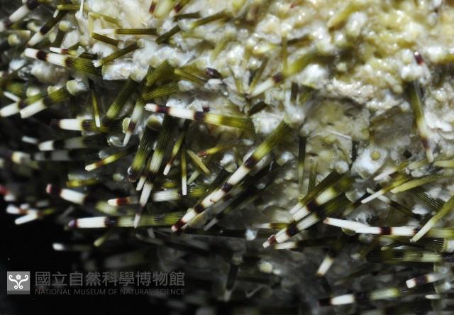 雜色角孔海膽藏品圖，第2張