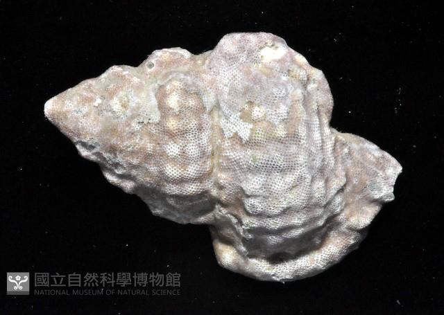 美珠翼法螺藏品圖，第2張