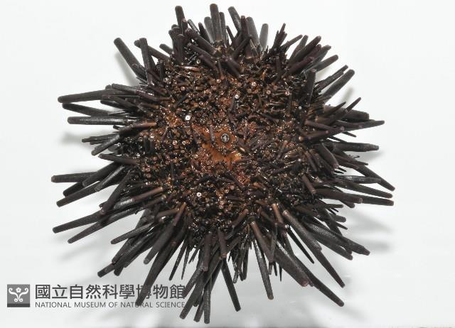 口鰓海膽藏品圖，第2張