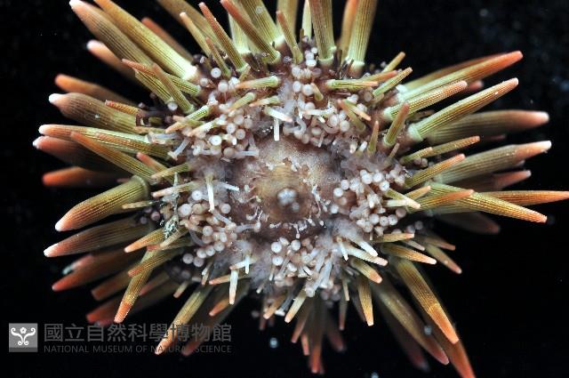 梅氏長海膽藏品圖，第2張