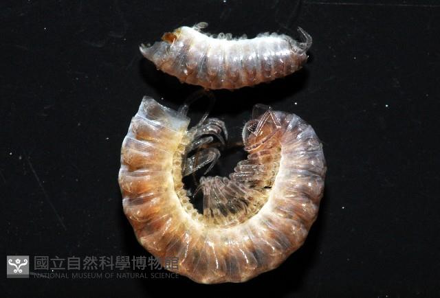 太魯閣東京泡馬陸藏品圖，第2張