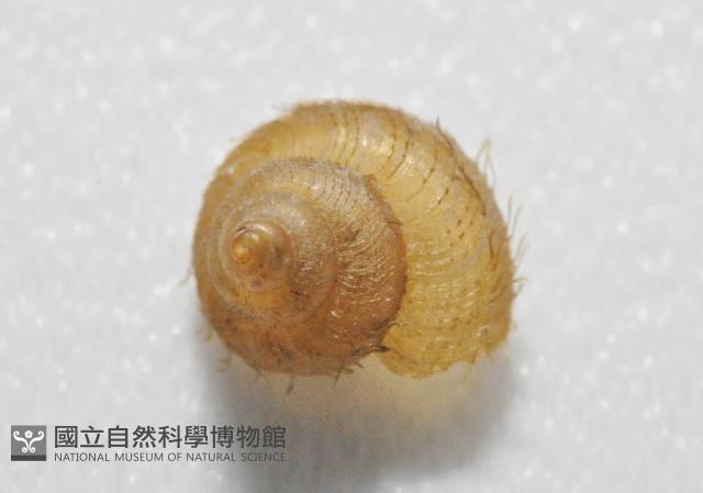 異脈東洋蝸藏品圖，第2張