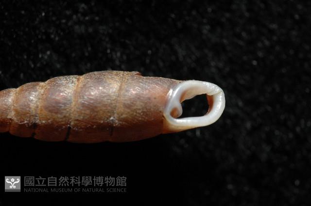 文德煙管蝸牛藏品圖，第2張