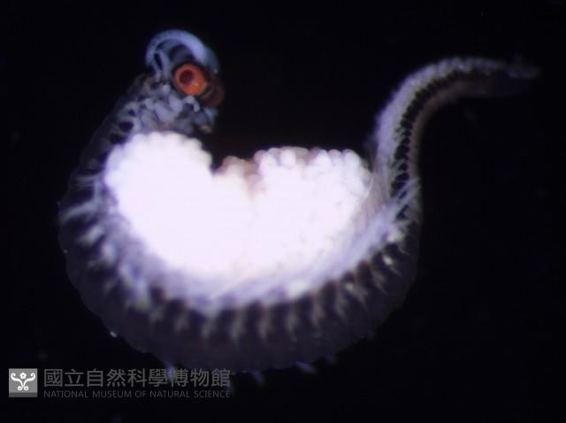 未知種眼蠶藏品圖，第2張