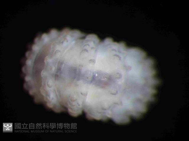 未知種瘤潮蟲藏品圖，第2張