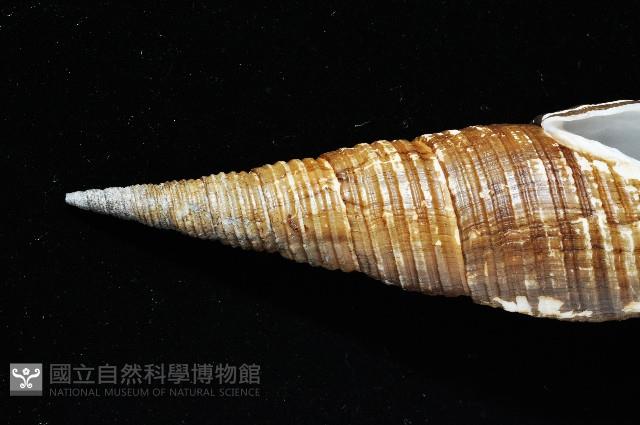 智慧筆螺藏品圖，第2張