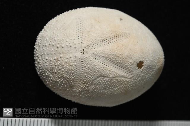 脊背壺海膽藏品圖，第2張