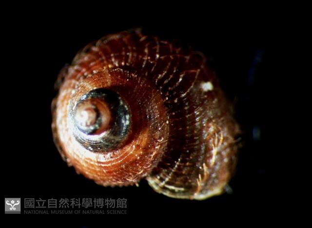 蘭嶼東洋蝸牛藏品圖，第2張