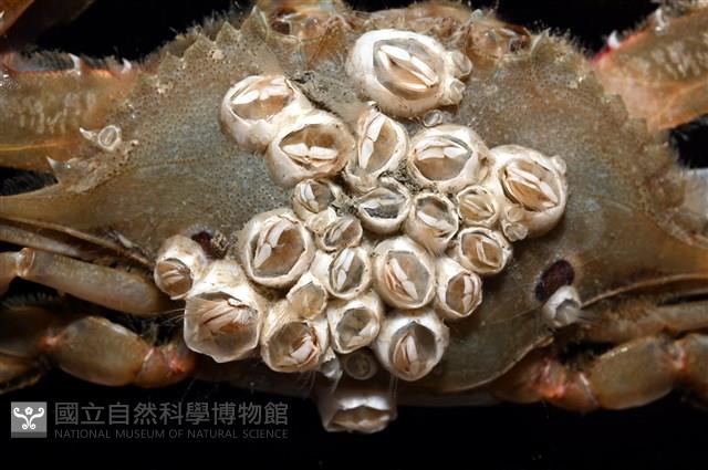 薄殼龜藤壺藏品圖，第2張