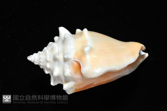 金拳鳳凰螺藏品圖，第2張