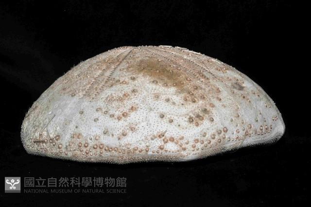 大脆心形海膽藏品圖，第2張