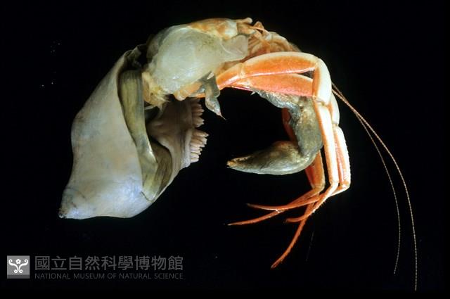 未知種擬寄居蟹藏品圖，第2張
