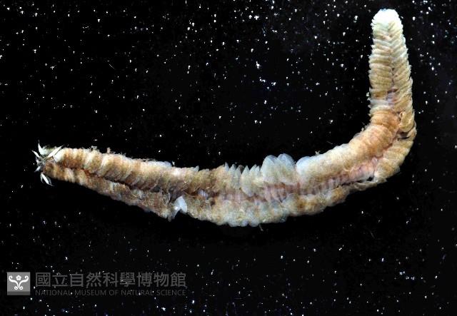 未知種沙蠶-異沙蠶體藏品圖，第2張