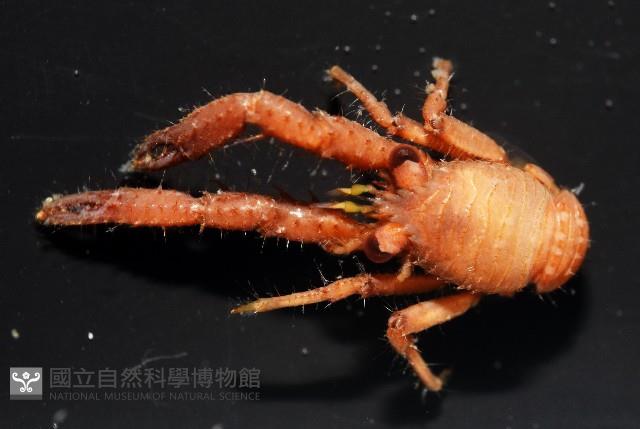 未知種鎧甲蝦藏品圖，第2張