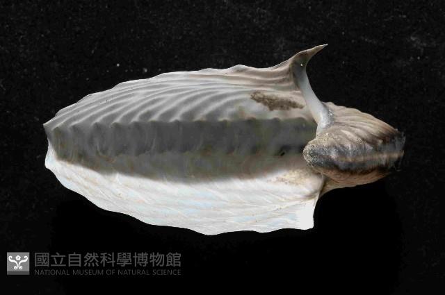 扁船蛸藏品圖，第2張
