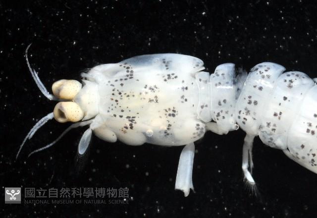 豹斑幼嫩蝦蛄藏品圖，第2張