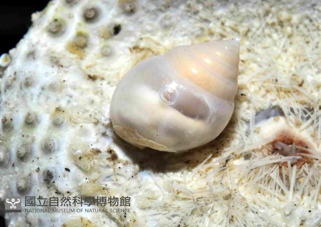 水滴寄居螺藏品圖，第2張