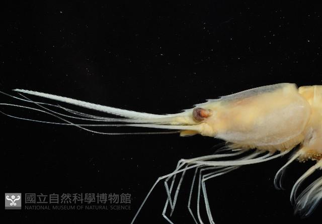 新種柯氏紅蝦藏品圖，第2張