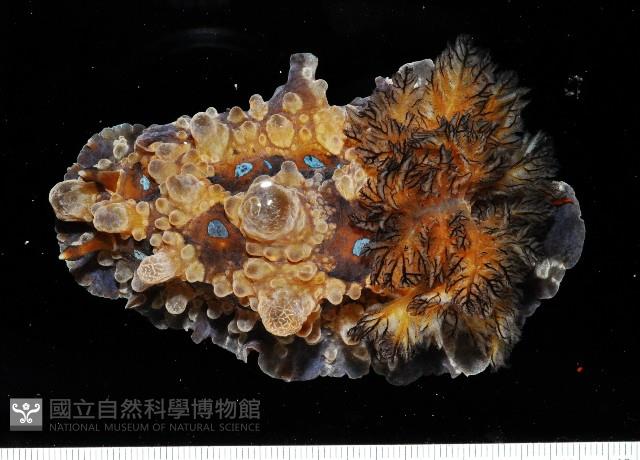 眼點枝鰓海蛞蝓藏品圖，第2張