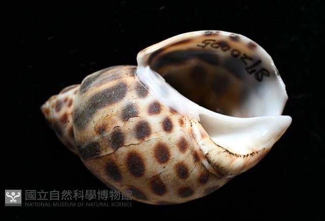 婆羅洲鳳螺藏品圖，第2張