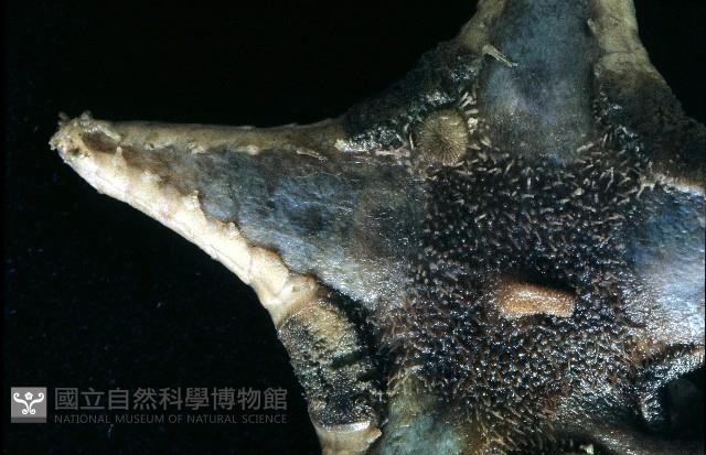 粗荒漠海星藏品圖，第2張