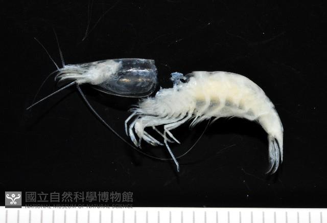 西表島新米蝦藏品圖，第2張