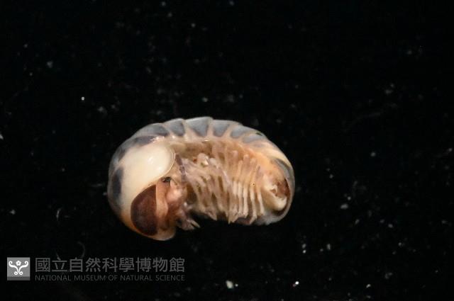 條紋木球馬陸藏品圖，第2張
