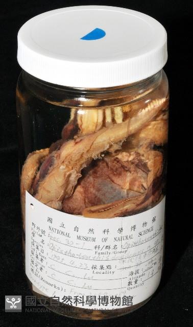 東沙面蛸(新種)藏品圖，第2張