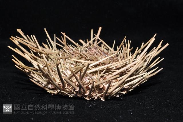 海刺蝟藏品圖，第2張
