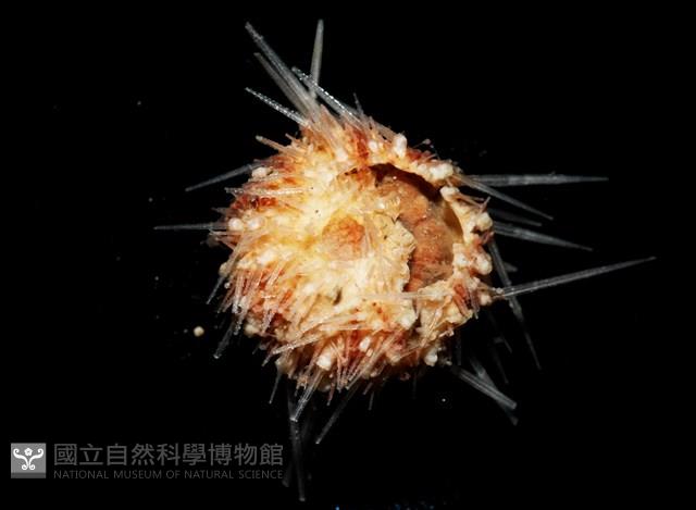 福氏鋸海膽藏品圖，第2張