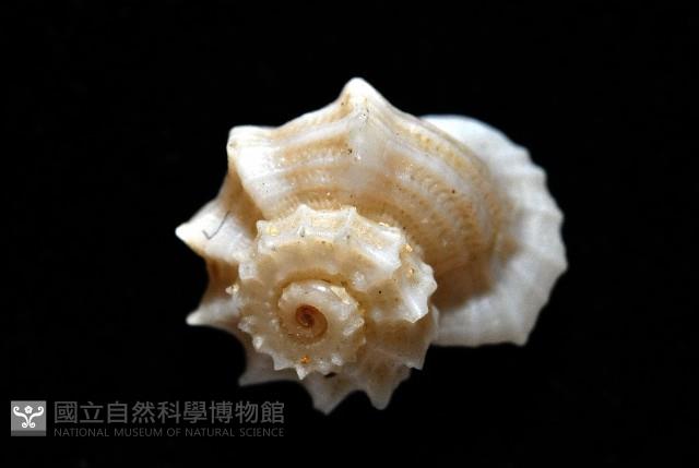 城堡花冠螺藏品圖，第2張