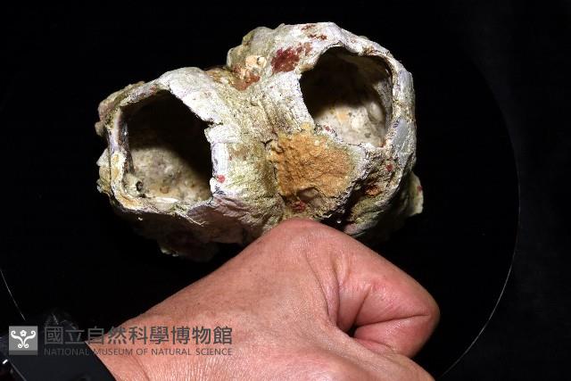 鐘巨藤壺藏品圖，第2張