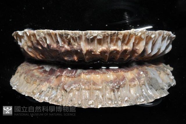 壯麗扇形珊瑚藏品圖，第2張