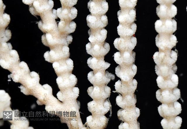 未知種深海原軟珊瑚藏品圖，第2張