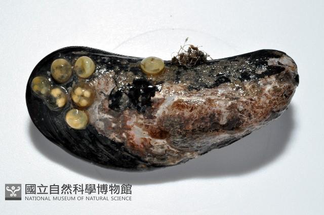 臺灣深海殼菜蛤藏品圖，第2張