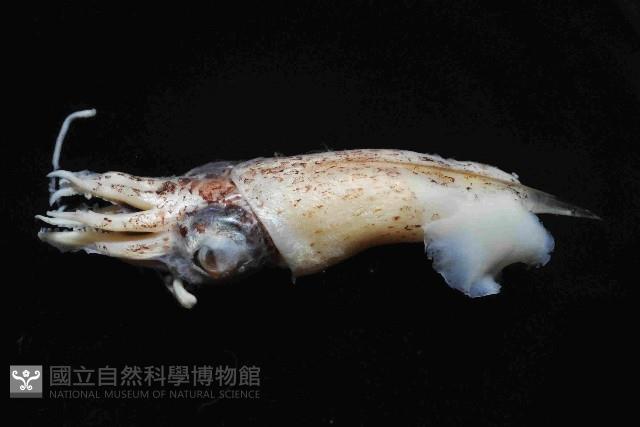 翼魷魚藏品圖，第2張
