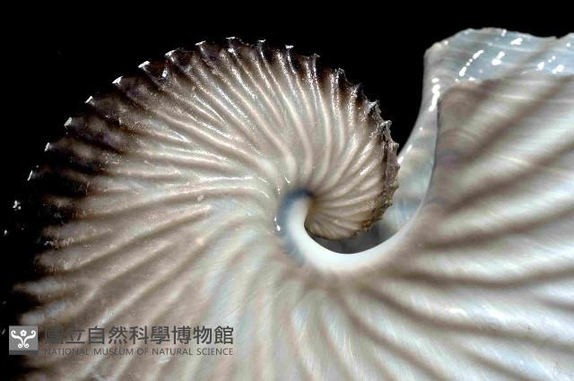 扁船蛸藏品圖，第2張